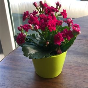 Meet your Posher, Priscilla